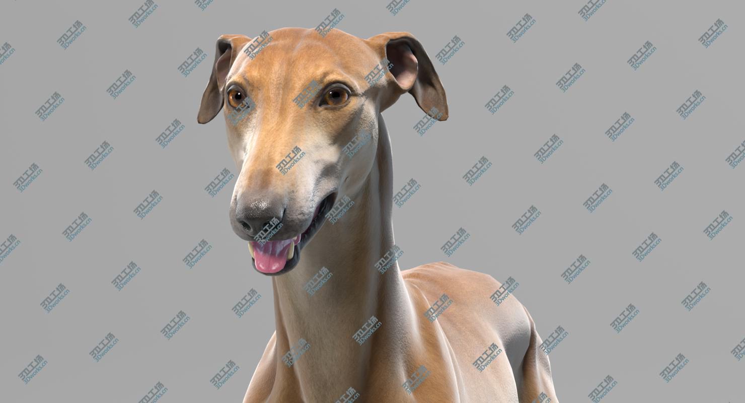 images/goods_img/20210319/3D Greyhound model/3.jpg